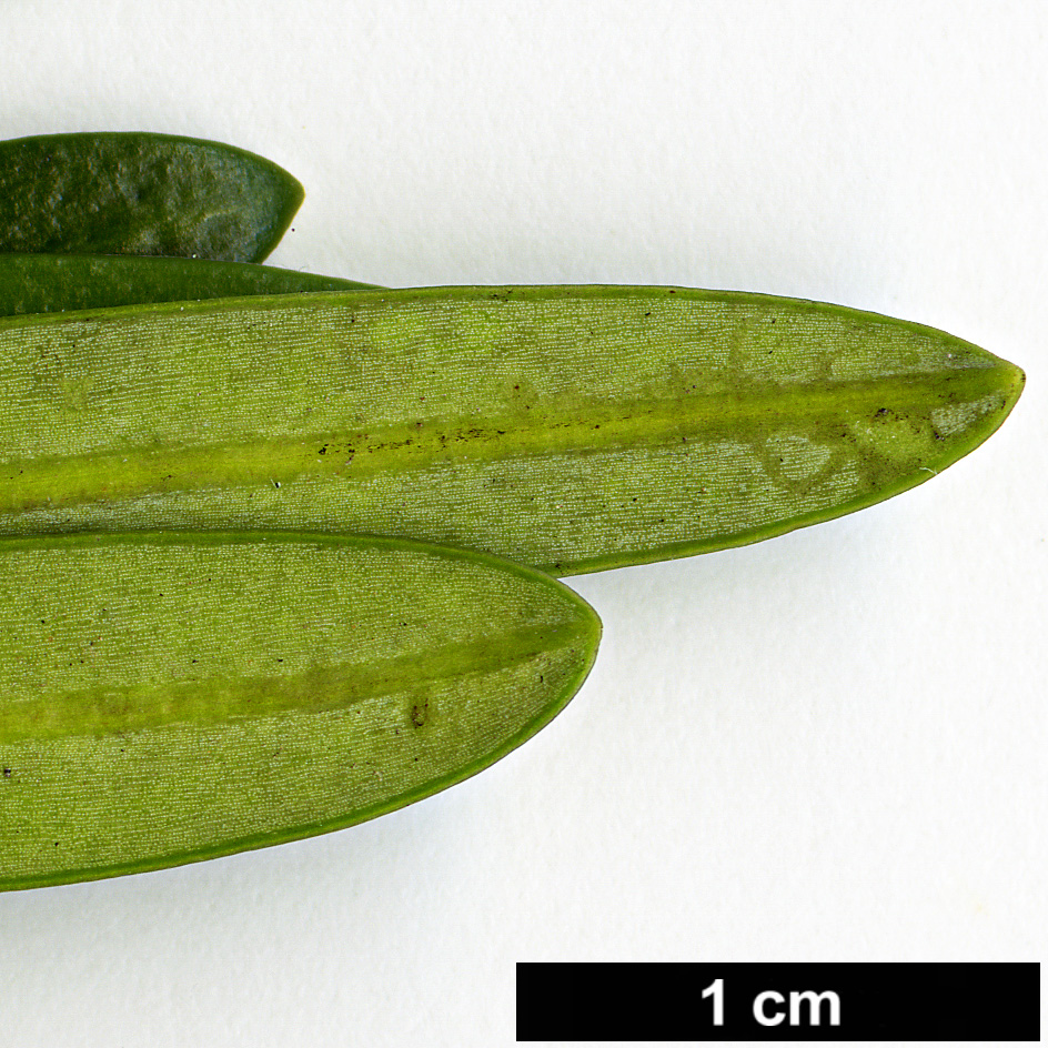 High resolution image: Family: Podocarpaceae - Genus: Podocarpus - Taxon: macrophyllus var. maki